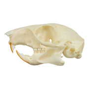 Real Tree Squirrel Skull