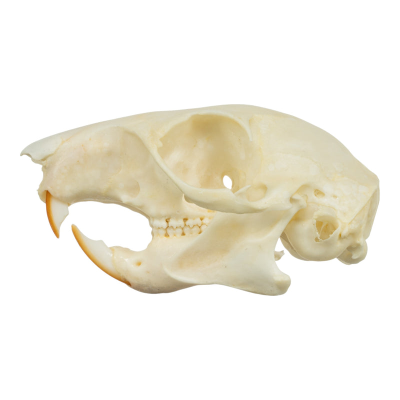 Real Tree Squirrel Skull