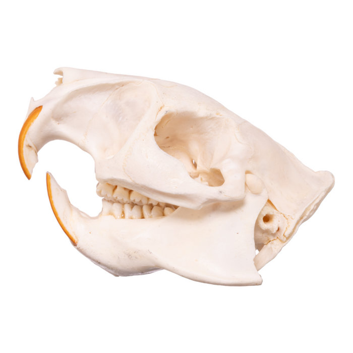 Real Greater Cane Rat Skull