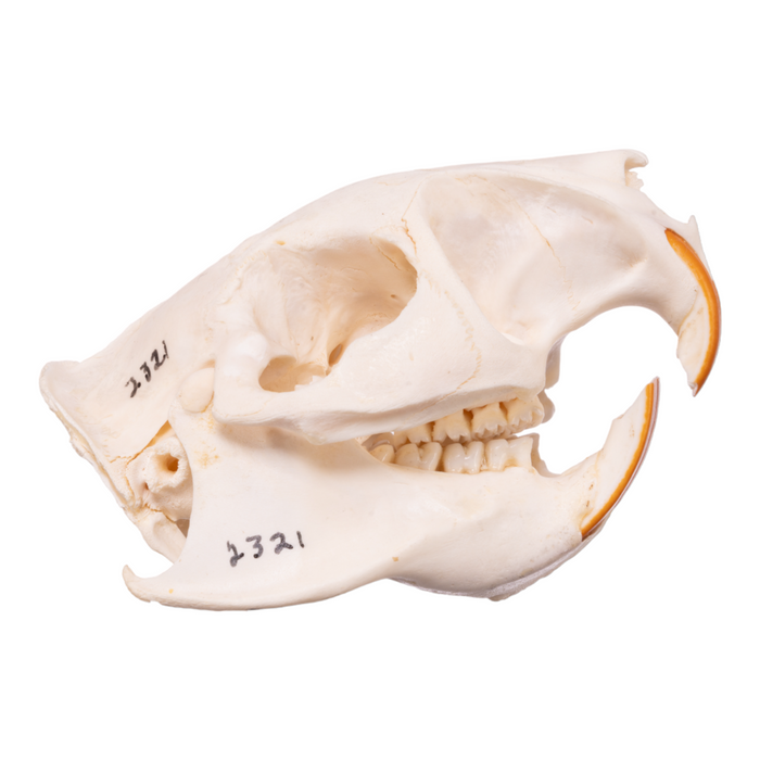 Real Greater Cane Rat Skull