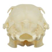 Real Tree Squirrel Skull