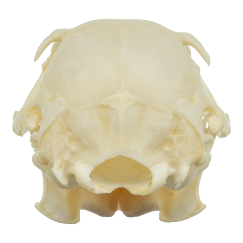 Real Tree Squirrel Skull