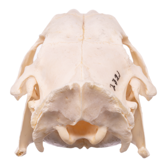 Real Greater Cane Rat Skull