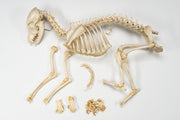 Real Domestic Dog Skeleton - Partially Articulated