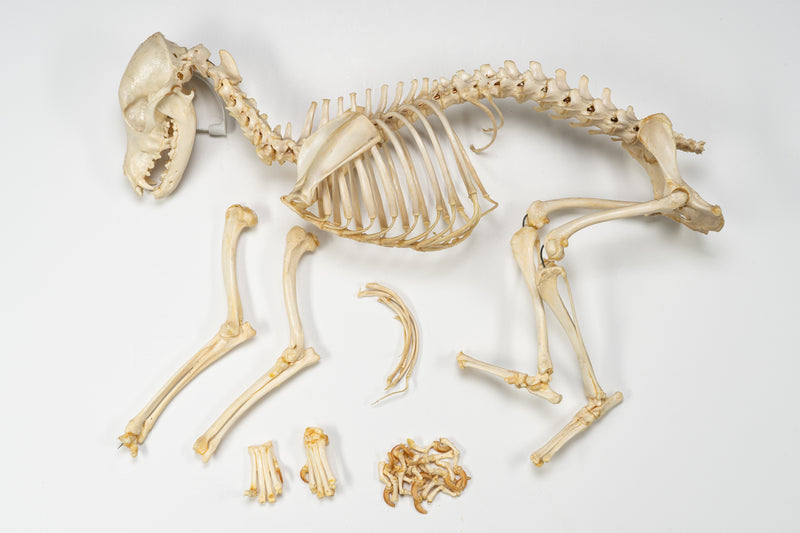 Real Domestic Dog Skeleton - Partially Articulated