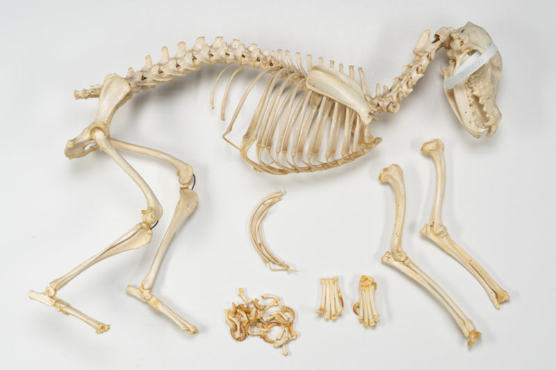 Real Domestic Dog Skeleton - Partially Articulated