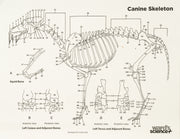 Real Domestic Dog Skeleton - Partially Articulated