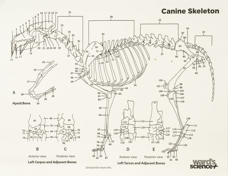 Real Domestic Dog Skeleton - Partially Articulated