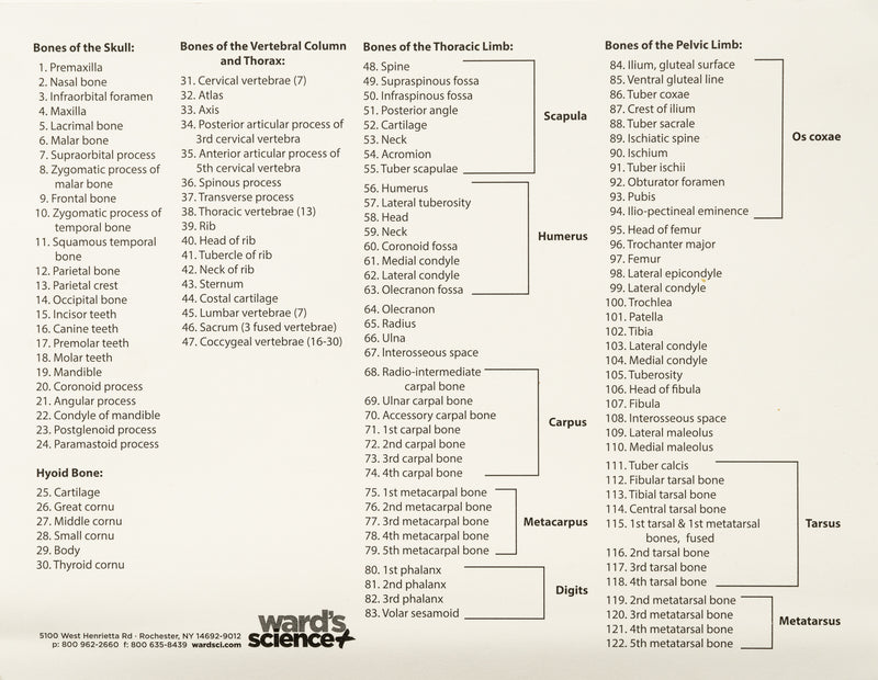 Real Domestic Dog Skeleton - Partially Articulated