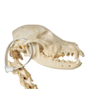 Real Domestic Dog Skeleton - Partially Articulated