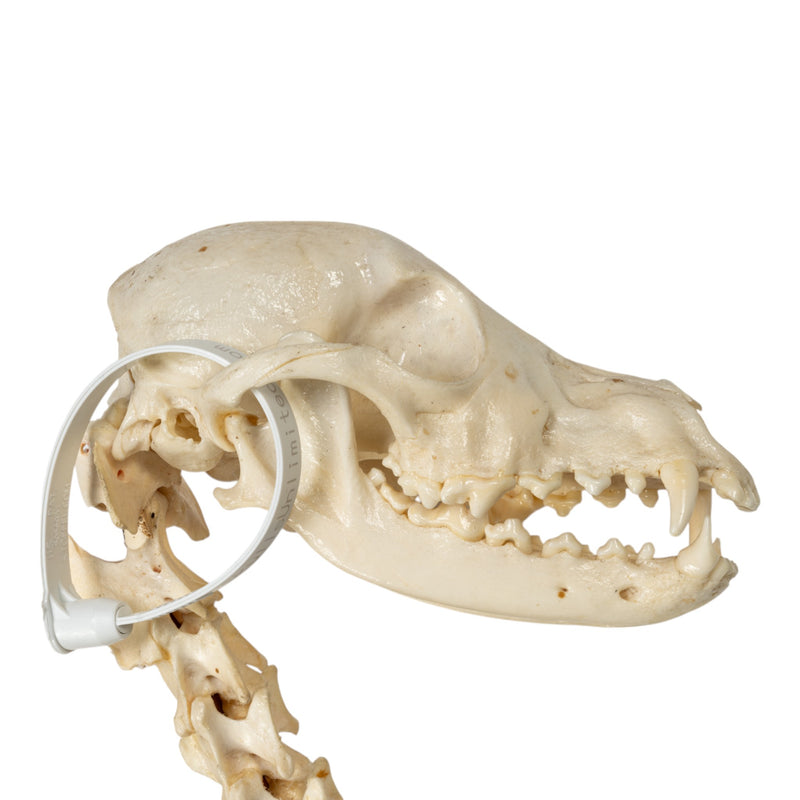 Real Domestic Dog Skeleton - Partially Articulated