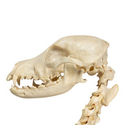 Real Domestic Dog Skeleton - Partially Articulated