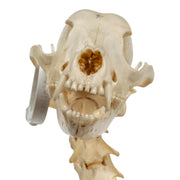 Real Domestic Dog Skeleton - Partially Articulated