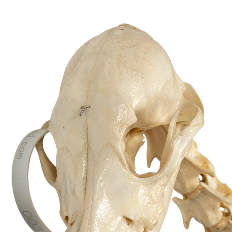 Real Domestic Dog Skeleton - Partially Articulated