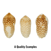 Real Nine-banded Armadillo Skull