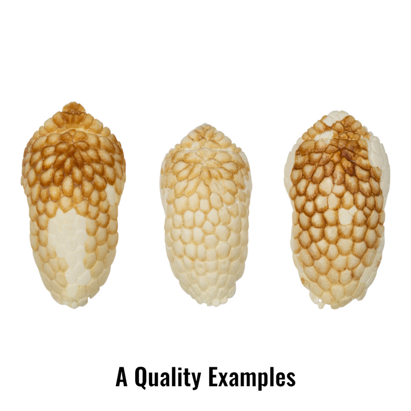 Real Nine-banded Armadillo Skull