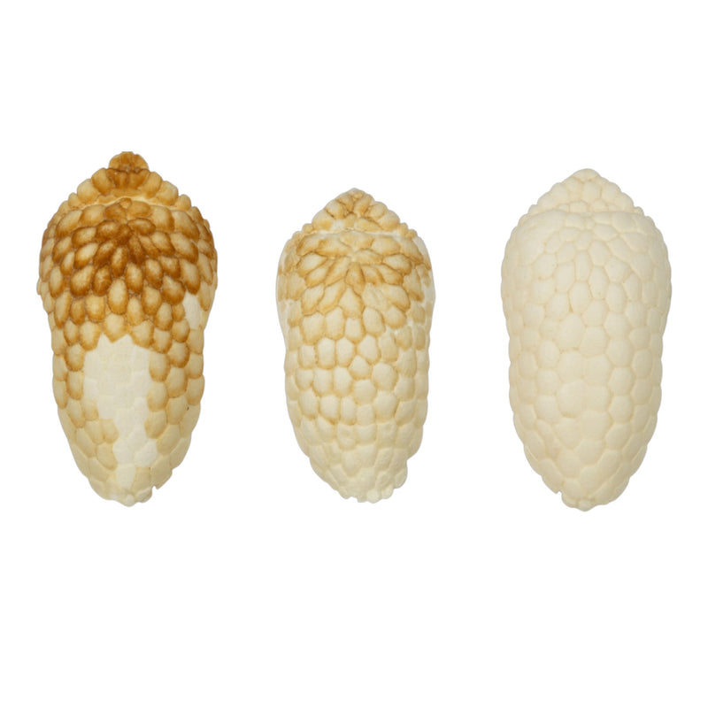 Real Nine-banded Armadillo Skull