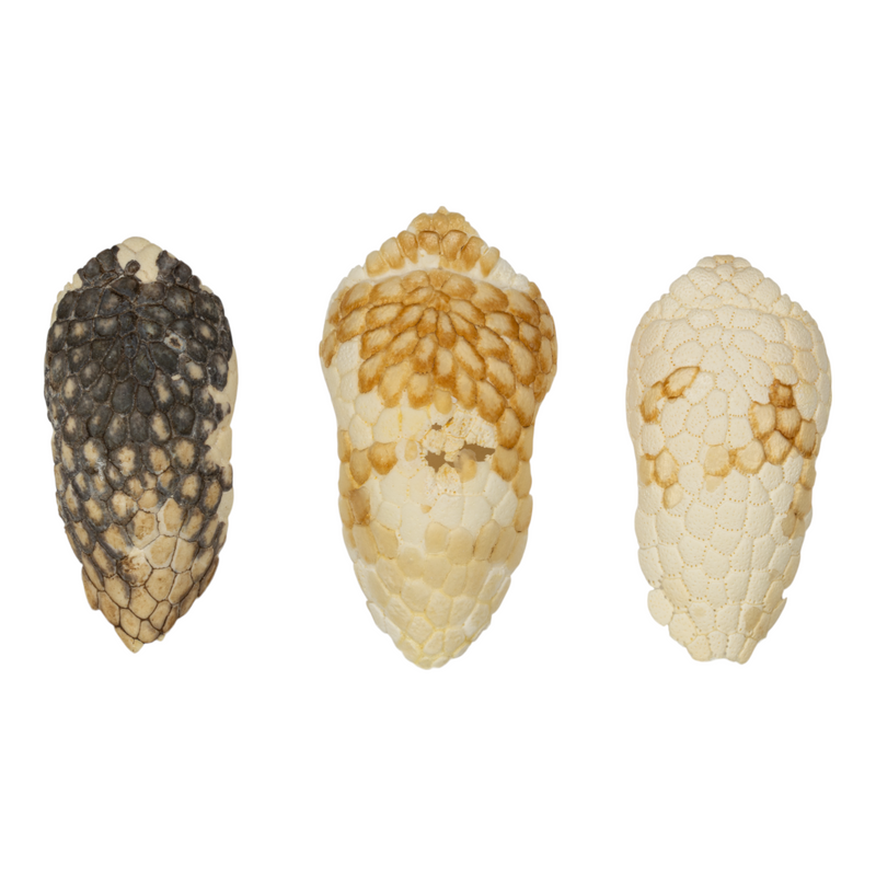 Real Nine-banded Armadillo Skull