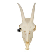 Real Domestic Goat Skull With Mandible - No Horns