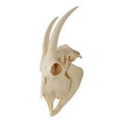Real Domestic Goat Skull With Mandible - No Horns