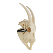 Real Domestic Goat Skull With Mandible - No Horns