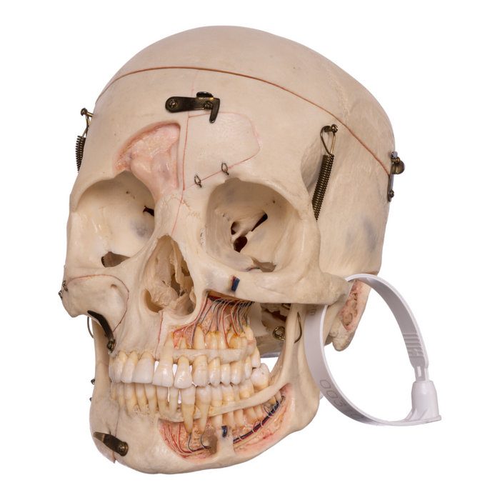 Real Human Skull - Dissected with Carrying Case
