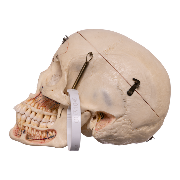 Real Human Skull - Dissected with Carrying Case
