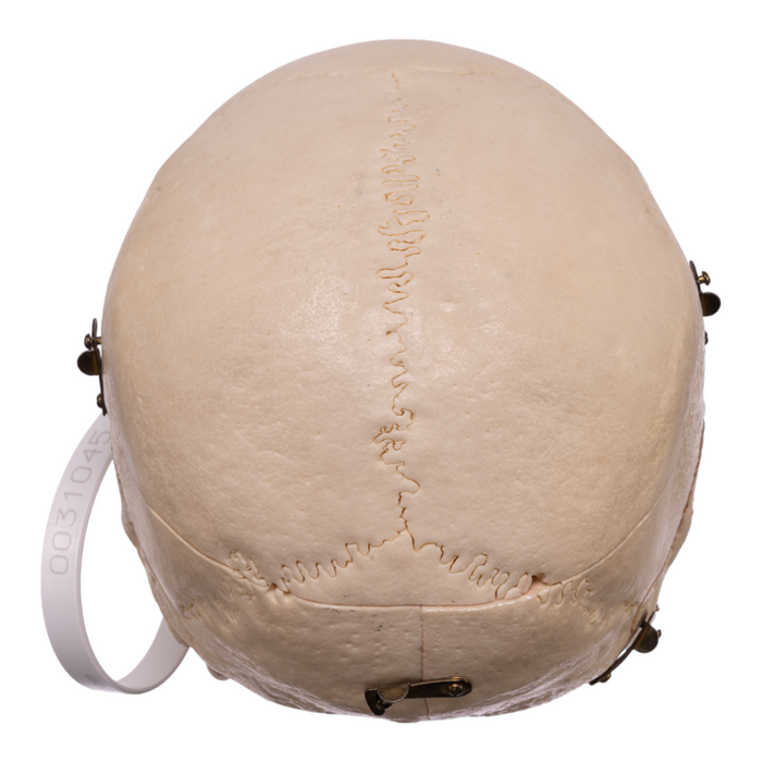 Real Human Skull - Dissected with Carrying Case