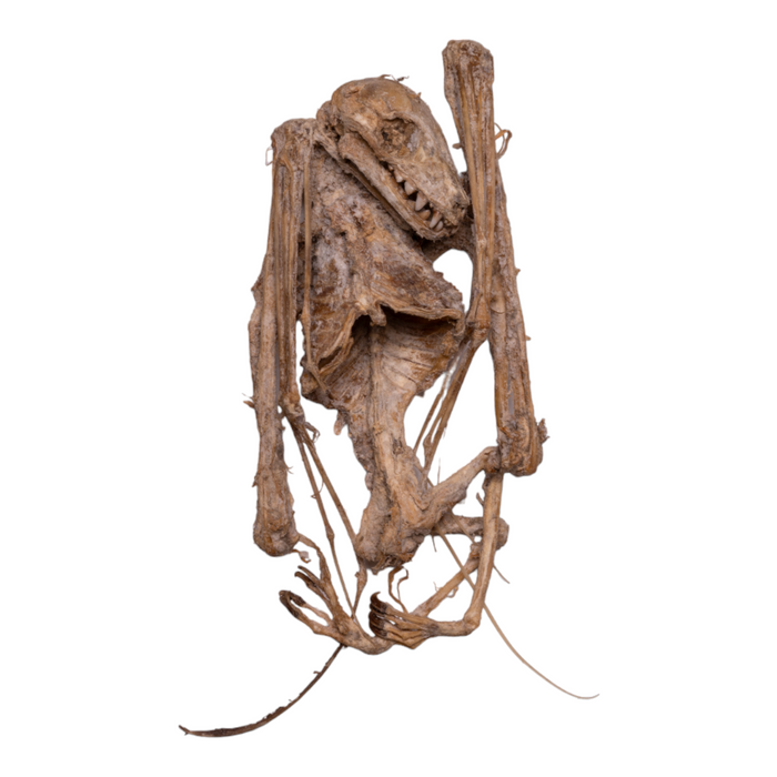 Real Egyptian Fruit Bat Skeleton - Mummified