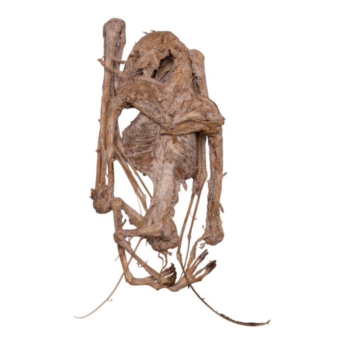 Real Egyptian Fruit Bat Skeleton - Mummified