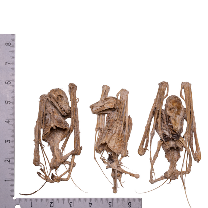 Real Egyptian Fruit Bat Skeleton - Mummified