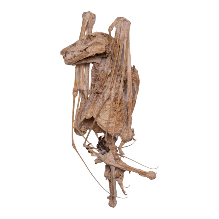 Real Egyptian Fruit Bat Skeleton - Mummified