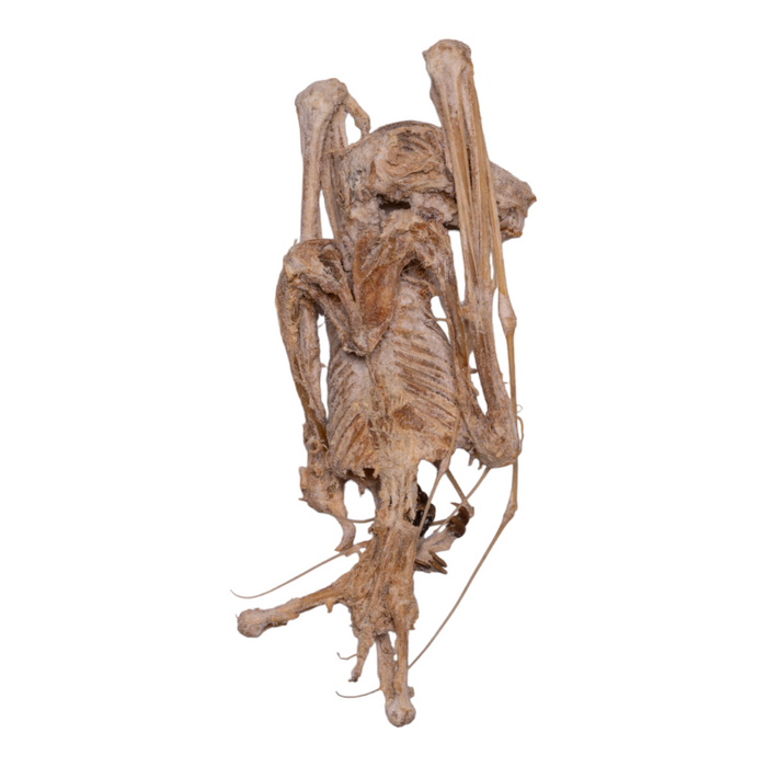 Real Egyptian Fruit Bat Skeleton - Mummified