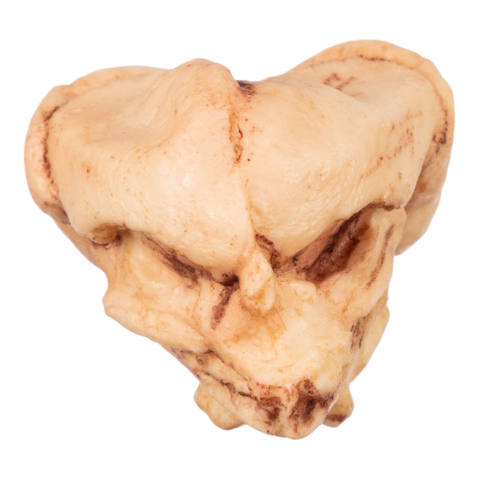 Replica Human Fetal Skull - 13 Weeks