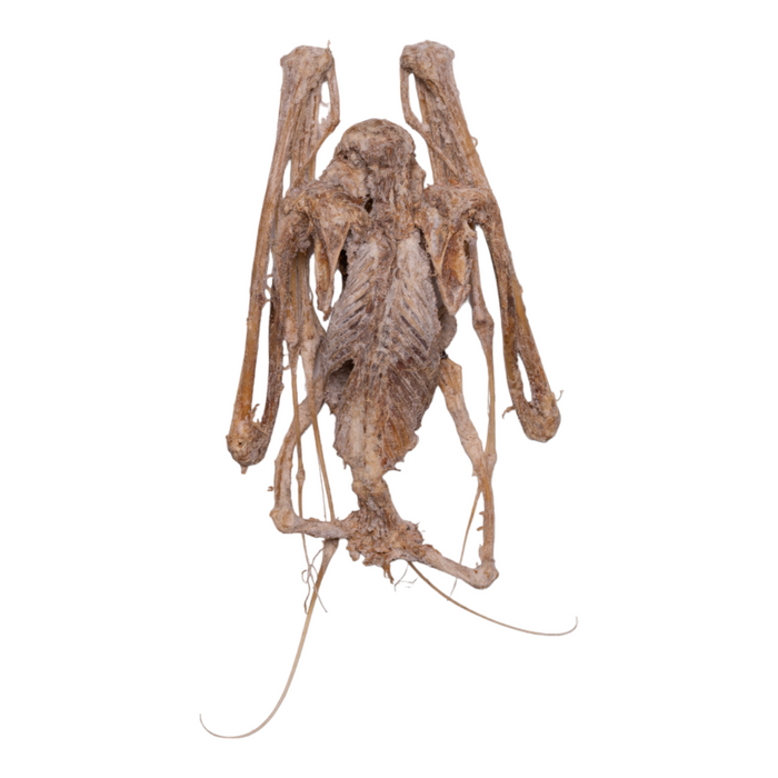 Real Egyptian Fruit Bat Skeleton - Mummified