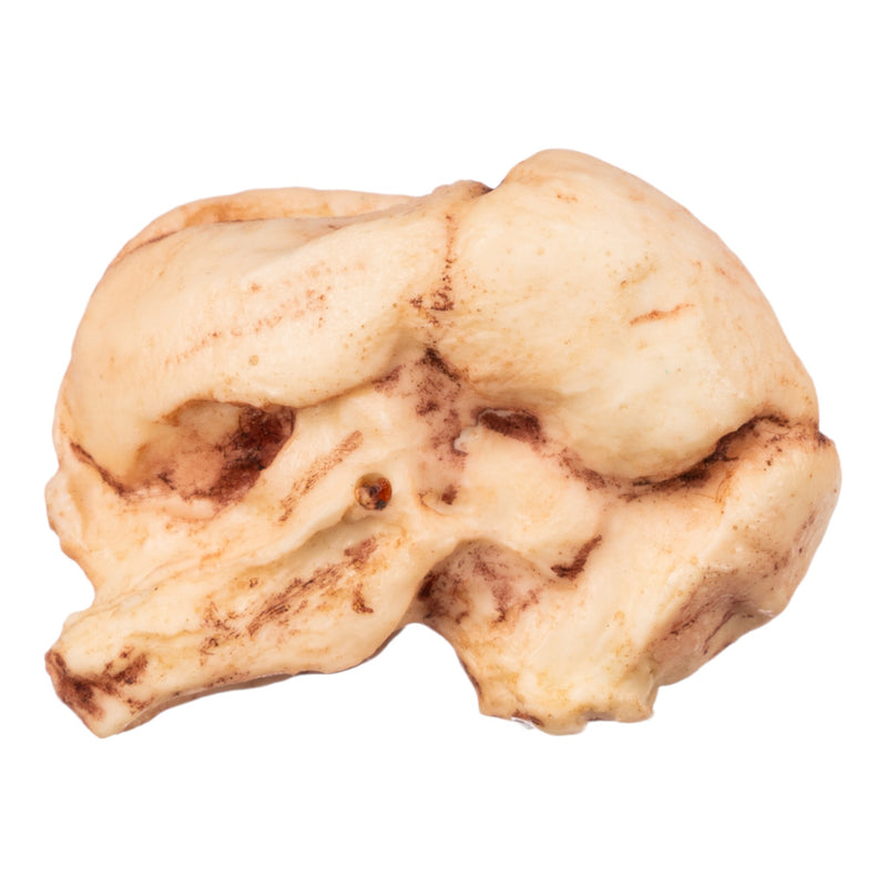 Replica Human Fetal Skull - 13 Weeks
