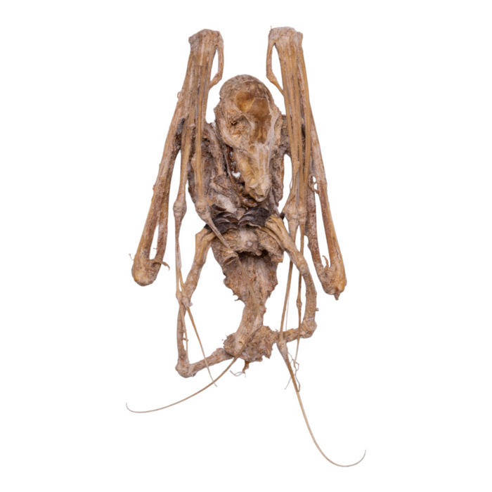 Real Egyptian Fruit Bat Skeleton - Mummified