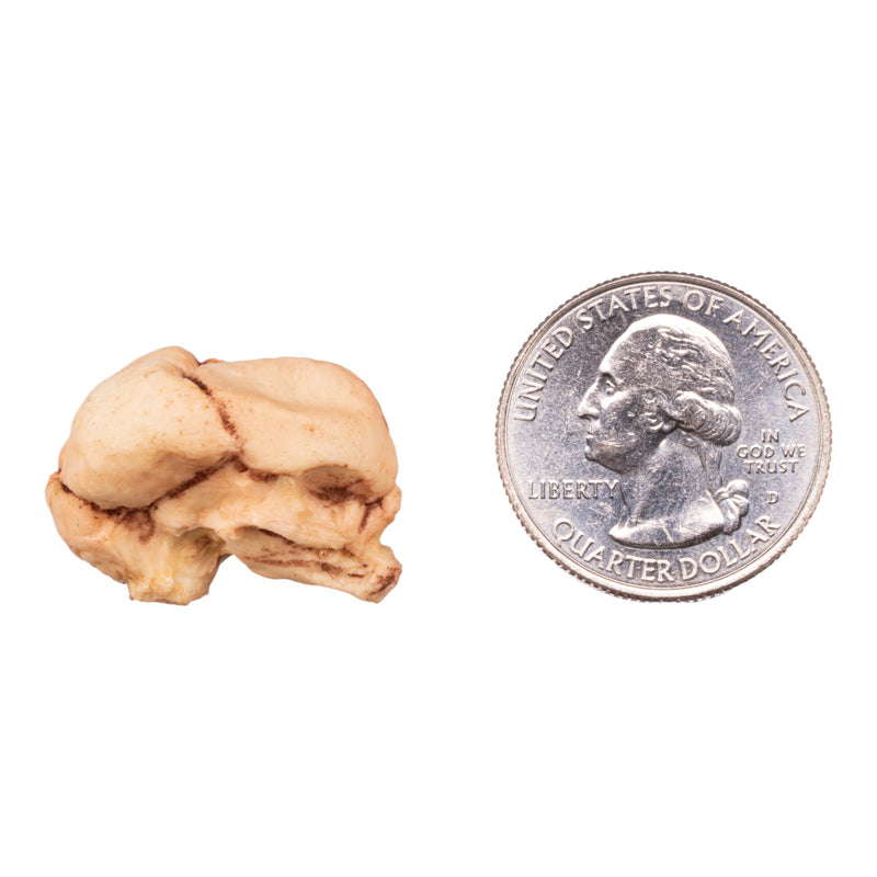 Replica Human Fetal Skull - 13 Weeks