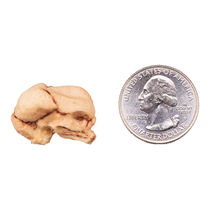 Replica Human Fetal Skull - 13 Weeks