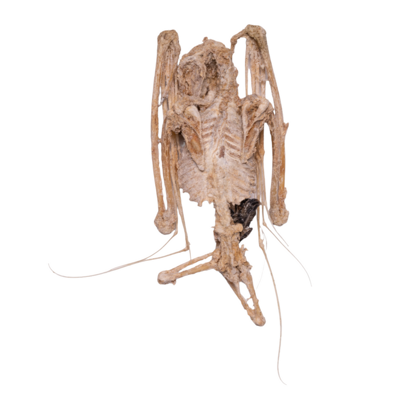 Real Straw-colored Fruit Bat Skeleton - Dried