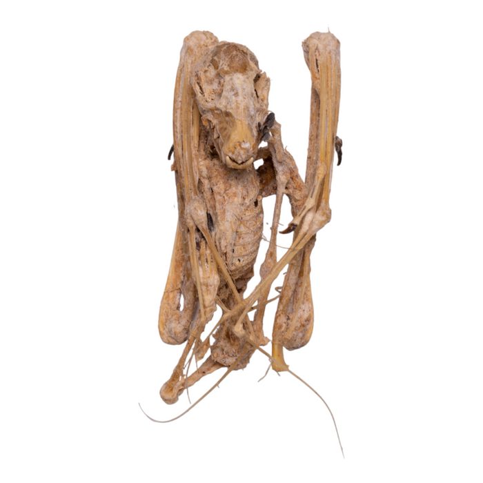 Real Straw-colored Fruit Bat Skeleton - Mummified