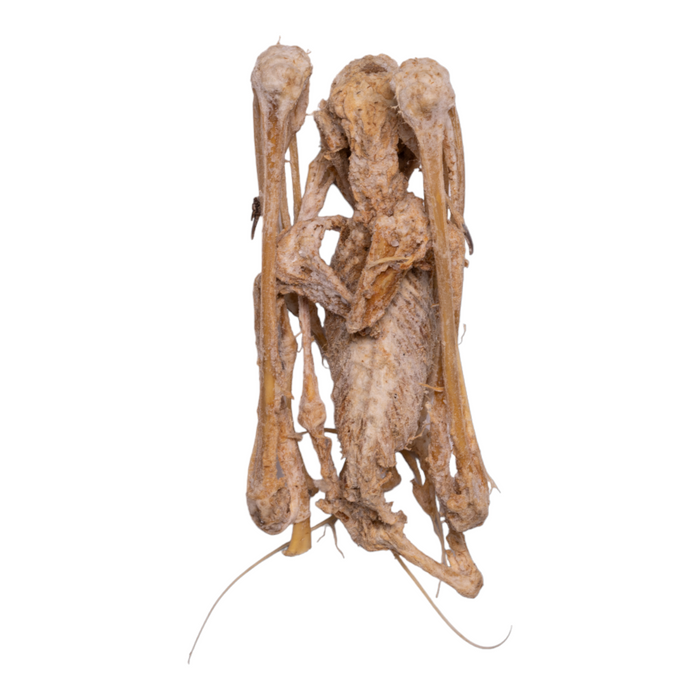 Real Straw-colored Fruit Bat Skeleton - Mummified