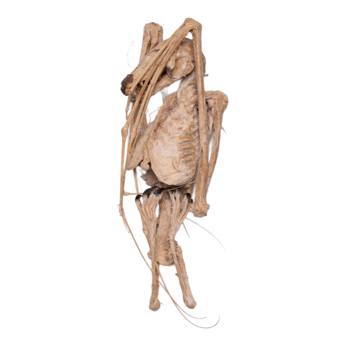 Real Straw-colored Fruit Bat Skeleton - Mummified