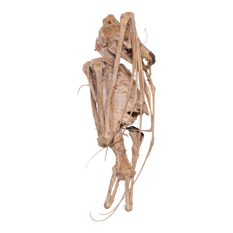 Real Straw-colored Fruit Bat Skeleton - Dried