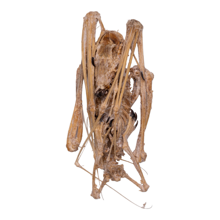 Real Hammer-headed Bat Skeleton - Mummified