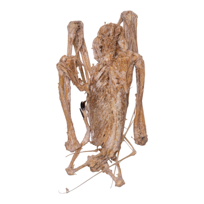 Real Hammer-headed Bat Skeleton - Mummified