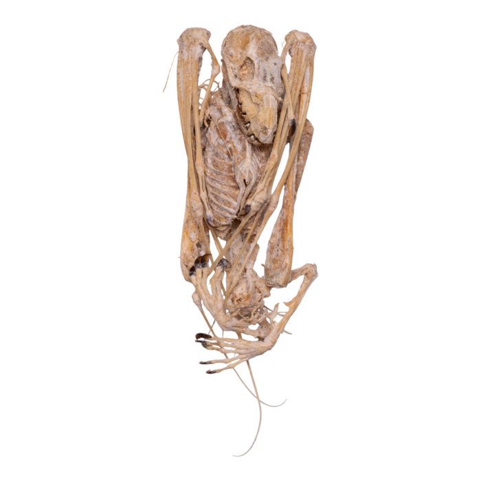 Real Hammer-headed Bat Skeleton - Mummified