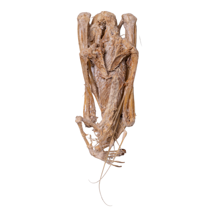 Real Hammer-headed Bat Skeleton - Mummified