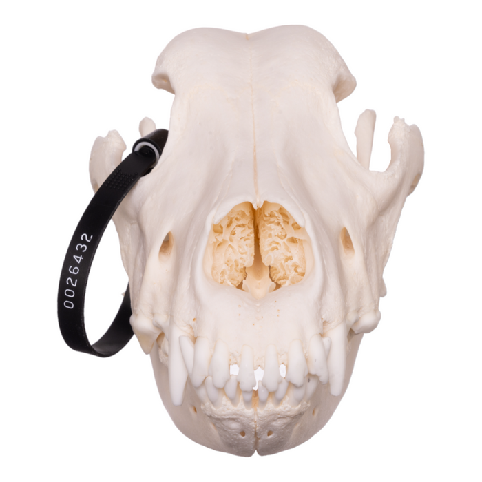Real Domestic Dog Skull - Great Dane