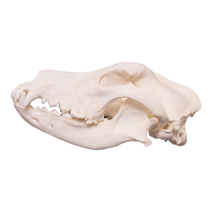 Real Domestic Dog Skull - Great Dane